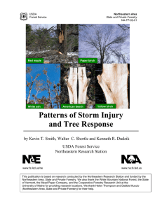 Patterns of Storm Injury and Tree Response