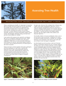 Assessing Tree Health