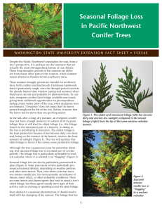 Seasonal Foliage Loss in Pacific Northwest Conifer Trees