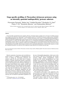 Stage-speciﬁc proﬁling of Plasmodium falciparum proteases using