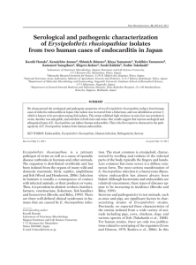 Serological and pathogenic characterization Erysipelothrix rhusiopathiae