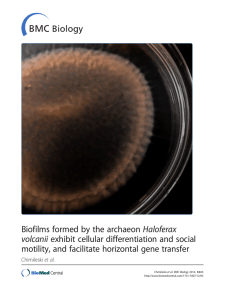 Biofilms formed by the archaeon Haloferax