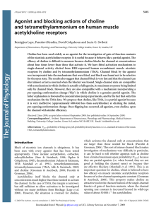 Agonist and blocking actions of choline and tetramethylammonium on human muscle