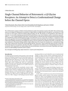 Single-Channel Behavior of Heteromeric before the Channel Opens 1