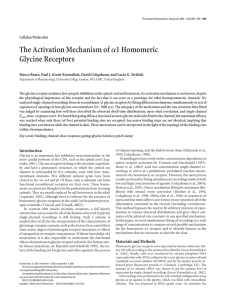 The Activation Mechanism of Glycine Receptors 1 Homomeric Cellular/Molecular