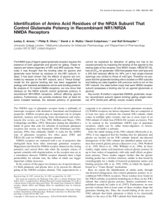 Identification of Amino Acid Residues of the NR2A Subunit That