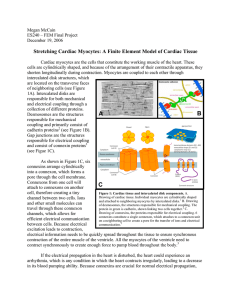 Stretching Cardiac Myocytes: A Finite Element Model of Cardiac Tissue