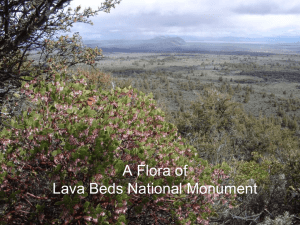 A Flora of Lava Beds National Monument
