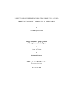 INHIBITION OF CONIFERS GROWING UNDER A DECIDUOUS CANOPY: