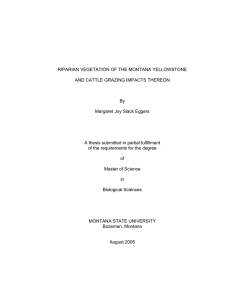 RIPARIAN VEGETATION OF THE MONTANA YELLOWSTONE AND CATTLE GRAZING IMPACTS THEREON By