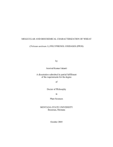 MOLECULAR AND BIOCHEMICAL CHARACTERIZATION OF WHEAT Triticum aestivum  by