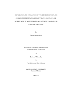 DISTRIBUTION AND INTERACTION OF FUSARIUM CROWN ROT AND