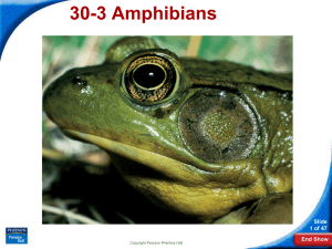 30-3 Amphibians Slide 1 of 47 End Show