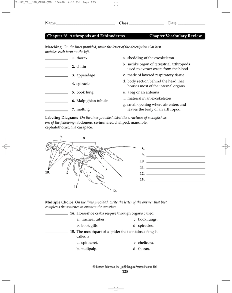 Chapter 28 Arthropods And Echinoderms Chapter Voary Review Name Class