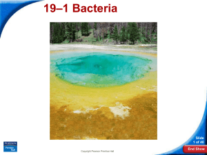 –1 Bacteria 19 Slide 1 of 40