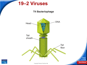 –2 Viruses 19 Slide 1 of 34