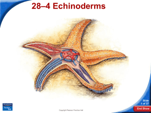 –4 Echinoderms 28 Slide 1 of 37
