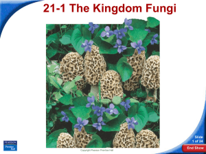 21-1 The Kingdom Fungi Slide 1 of 24 End Show