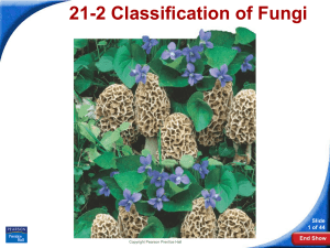 21-2 Classification of Fungi Slide 1 of 44 End Show