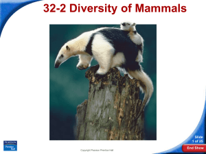 32-2 Diversity of Mammals Slide 1 of 25 End Show