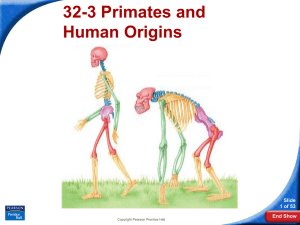 32-3 Primates and Human Origins Slide 1 of 53