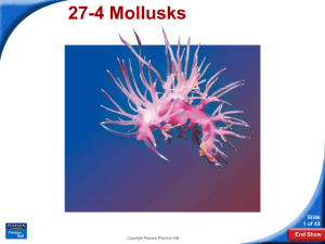 27-4 Mollusks Slide 1 of 43 End Show