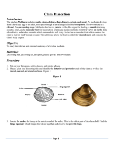 Clam Dissection Introduction