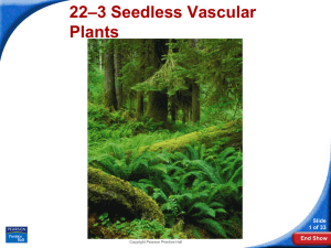 –3 Seedless Vascular 22 Plants Slide