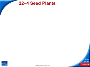 –4 Seed Plants 22 Slide 1 of 28
