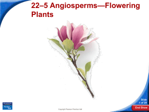 –5 Angiosperms—Flowering 22 Plants Slide