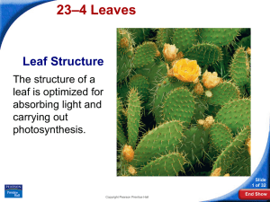 –4 Leaves 23 Leaf Structure The structure of a