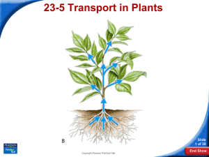 23-5 Transport in Plants Slide 1 of 30 End Show