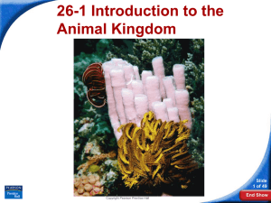 26-1 Introduction to the Animal Kingdom Slide 1 of 49