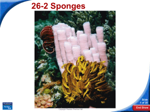 26-2 Sponges Slide 1 of 35 End Show