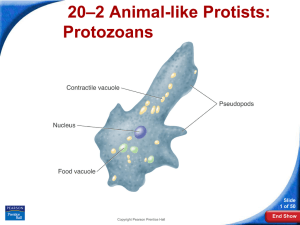 –2 Animal-like Protists: 20 Protozoans Slide