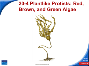 20-4 Plantlike Protists: Red, Brown, and Green Algae Slide 1 of 39