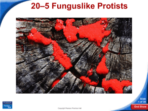 –5 Funguslike Protists 20 Slide 1 of 34