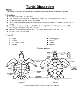 Quality Systems Process－Turtle Diagram Purchase Control Date of