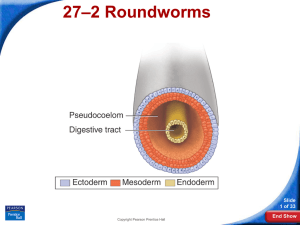 –2 Roundworms 27 Slide 1 of 33