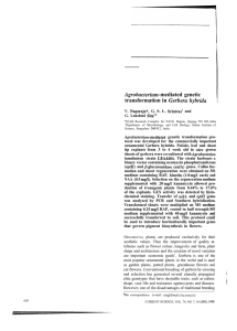 Agrobacterium -mediated  gene tic transformation Gerbera hybrida
