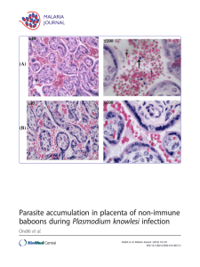 Parasite accumulation in placenta of non-immune baboons during Plasmodium knowlesi infection