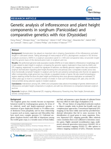 Genetic analysis of inflorescence and plant height