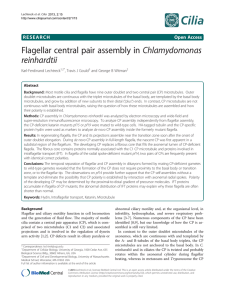 Flagellar central pair assembly in Chlamydomonas reinhardtii Open Access