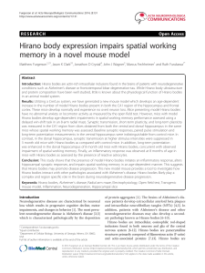 Hirano body expression impairs spatial working Open Access