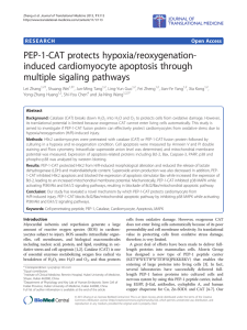 PEP-1-CAT protects hypoxia/reoxygenation- induced cardiomyocyte apoptosis through multiple sigaling pathways