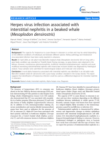 Herpes virus infection associated with interstitial nephritis in a beaked whale