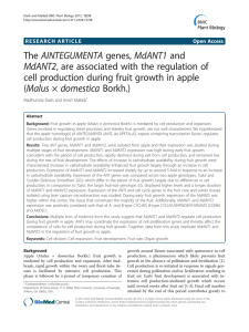 The AINTEGUMENTA genes, MdANT1 and