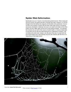Spider Web Deformation