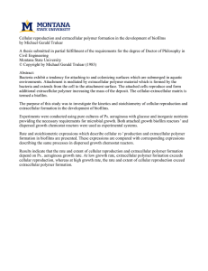 Cellular reproduction and extracellular polymer formation in the development of... by Michael Gerald Trulear