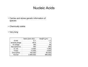 Nucleic Acids • Carries and stores genetic information of species • Chemically stable